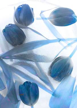 Ice blue tulips