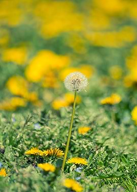 Dandelion flower solo