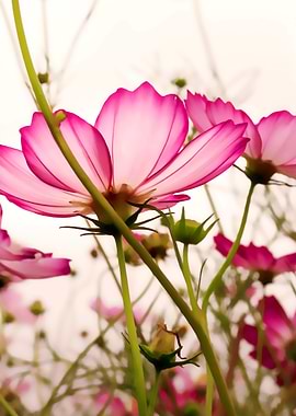 TENDER PINK BLOSSOMS v2