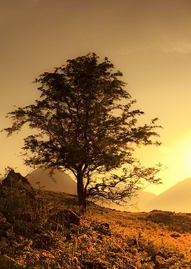 Hill Side Tree