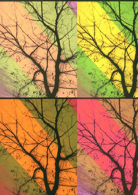 Central Tree Collage Summer