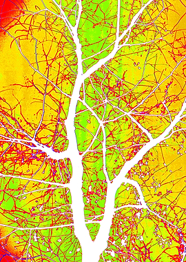 Psychedelic Central Tree