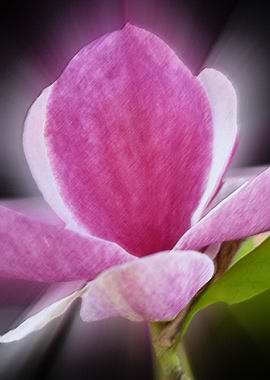 pink magnolia flower