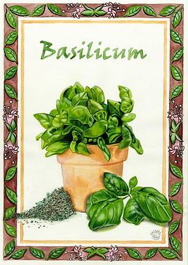 Basilicum