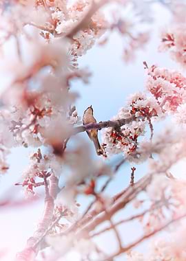 The bird and the sakura