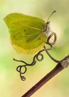 Gonepteryx rhamni butterfly