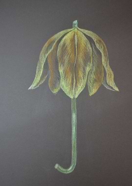 Umbrella tulip