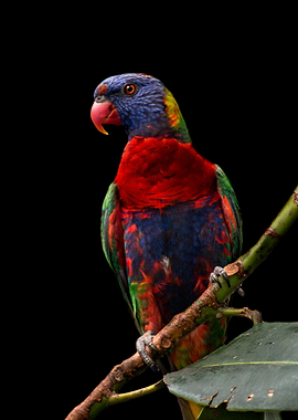 rainbow lorikeet