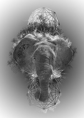 animals elephant
