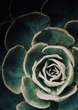 DARKSIDE OF SUCCULENTS-4D