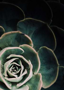 DARKSIDE OF SUCCULENTS-4C
