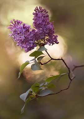 Violet lilac flowers
