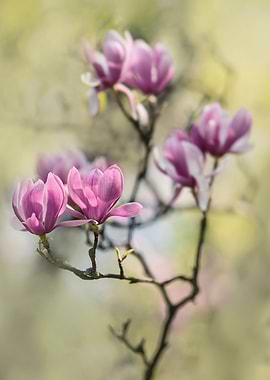 Branch of blooming pink magnolias