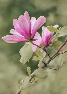 Pink magnolias in the garden.