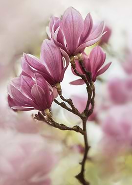 Pink blooming Soulange Magnolia