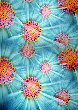 Cosmea Flower Abstract