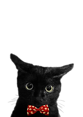 Cat with bowtie