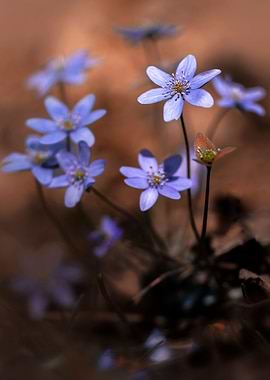 Pretty blue Hepatica