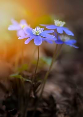Blue Hepatica at sunligh