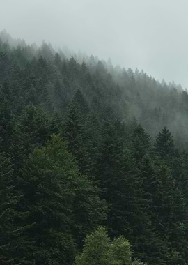 Misty landscape with foggy forest.