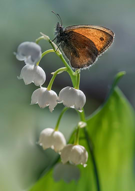 Morning impresion with lily of the valley flowers