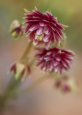 Red columbine flowers