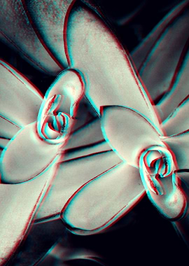 Anaglyphic 3D Succulent
