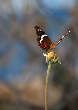 Black and Orange Butterfly atop flower