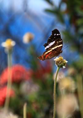 Butterfly alighting on flower