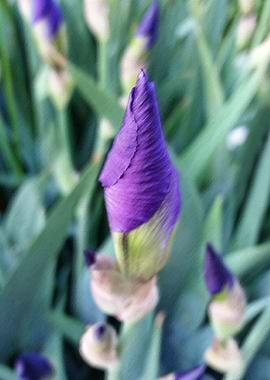 purple iris bud