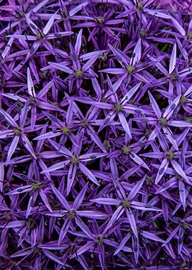 Violet flowers of Giant garlic plant