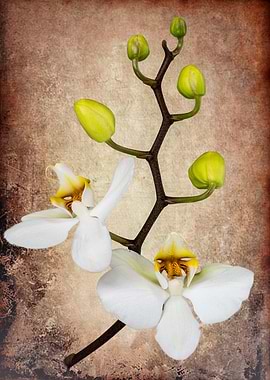 Two orchids and five buds