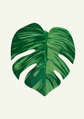 Monstera - Leaf 2
