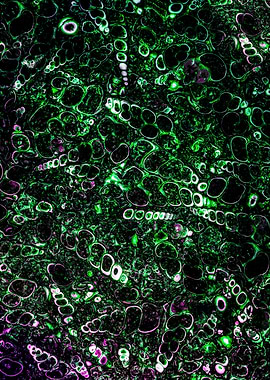 Snail shells in green rock