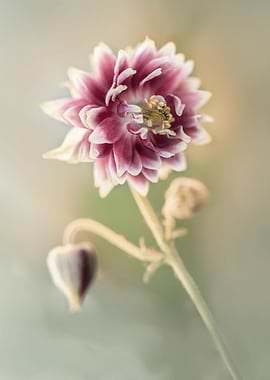 Pretty red columbine flower