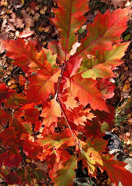 Autumn red oak leaves in the sun.