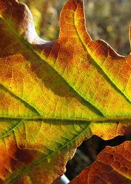 Colourful oak leaf hit with the evening sun.
