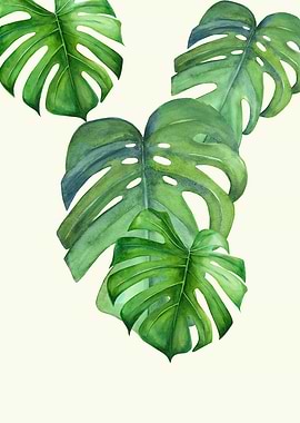 Monstera leaf