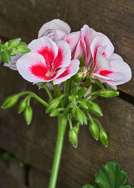 geranium in bloom in the garden