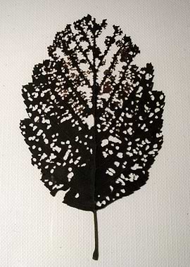 Nature pattern created on a leaf.