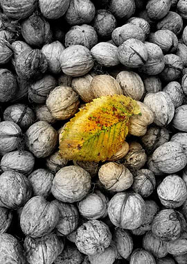 Elm leaf with a walnut background