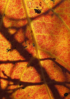 Orange leaf structure with the sun background.
