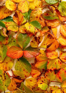 Strawberry leaves spread on the table.