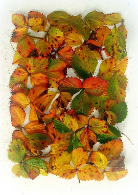 Strawberry leaves table.