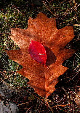 Oak leaf with some red one on it. In the forest.