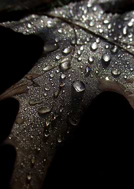 Dew on the leaf in the morning light