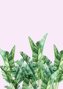 Bnana leaves over pink background