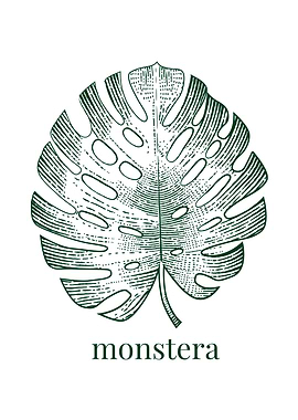 Monstera leaf