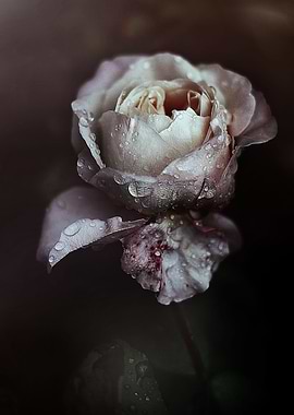 The Poetry of a rose