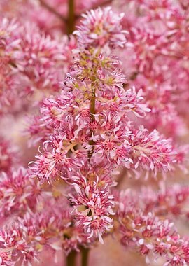 astilbe flower in bloom in the garden